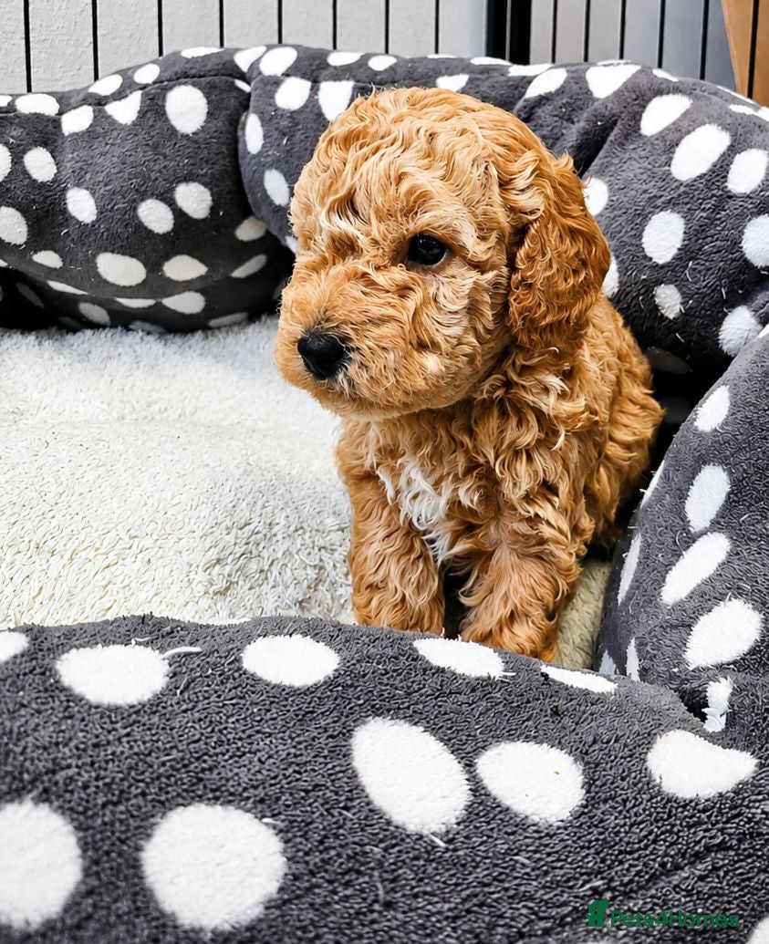 Toy Poodle dogs Beautiful Parti Toy Poodle Puppy  - Advert 2