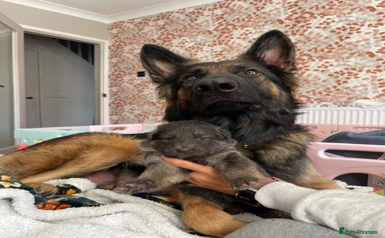 German Shepherd dogs German shepherd puppies  - Advert 13