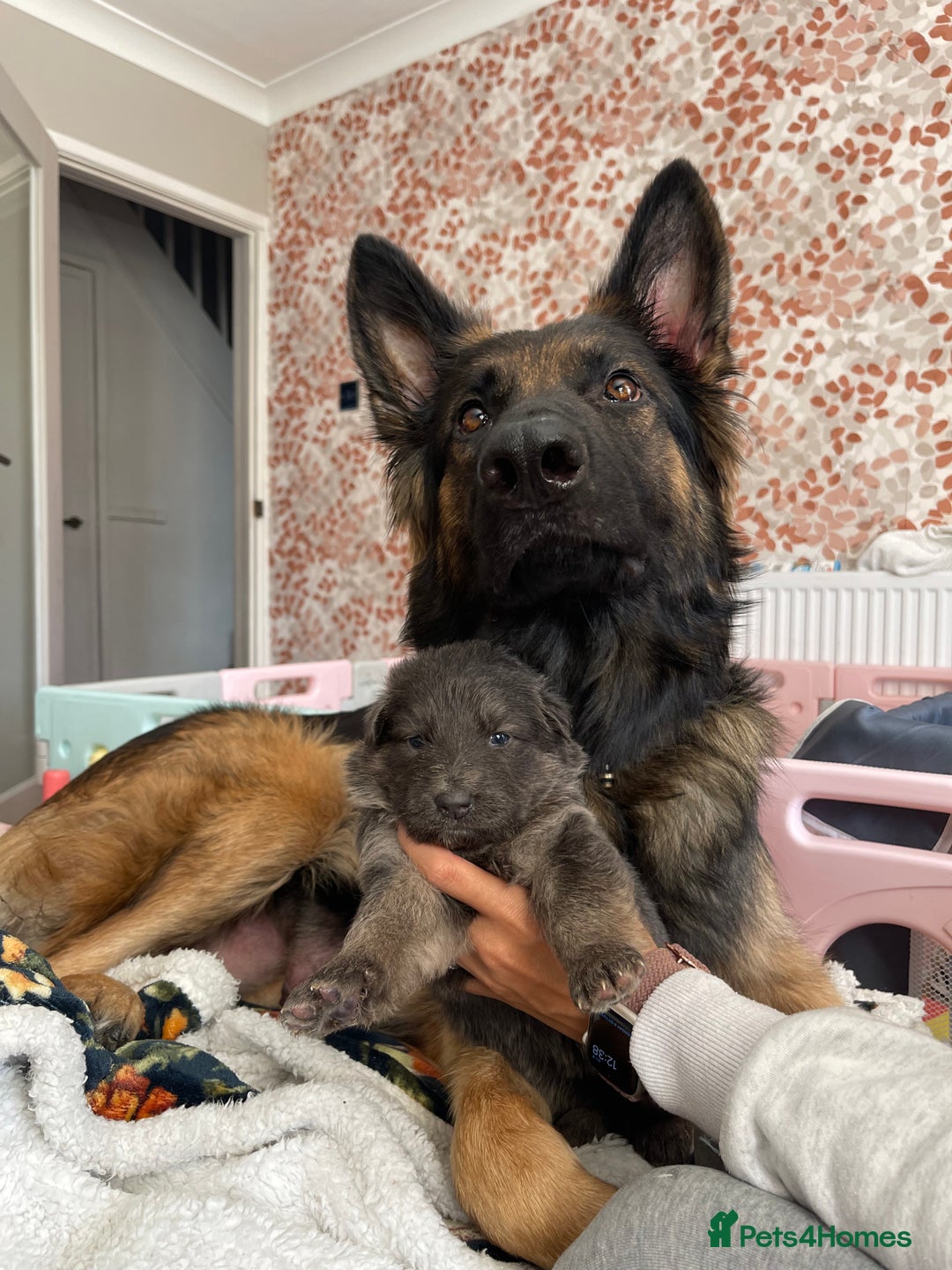 German Shepherd dogs for sale: German shepherd puppies  - Image 35