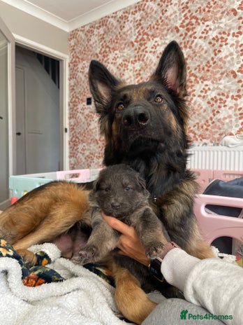 German Shepherd dogs German shepherd puppies - Advert 11