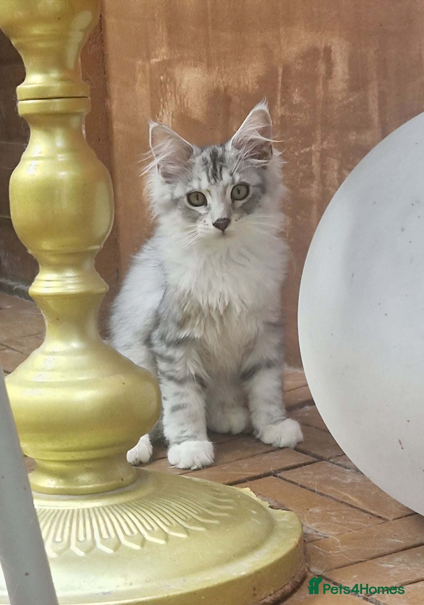 Mixed Breed cats Female - mix Maine Coon - Advert 1