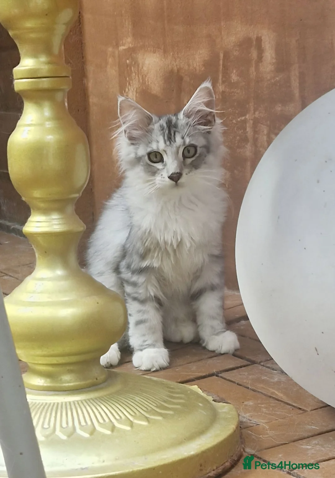 Mixed Breed cats for sale: Female - mix Maine Coon - Advert 1