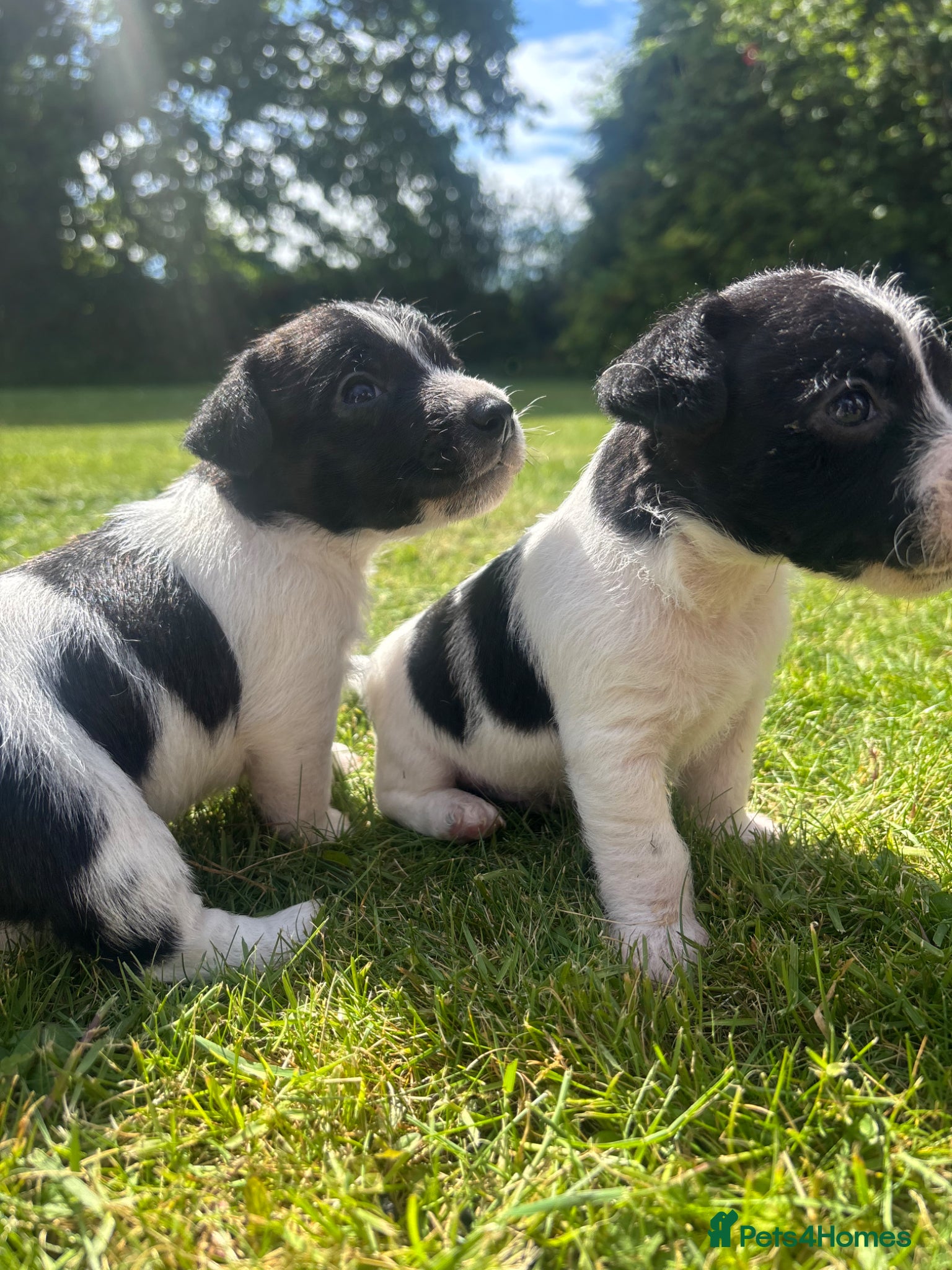 Jack Russell dogs Rough coat jack Russel pups - Advert 1