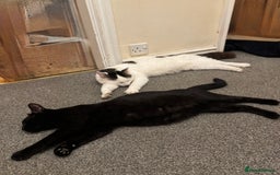 British Shorthair cats for sale: 5 gorgeous kittens - Image 3