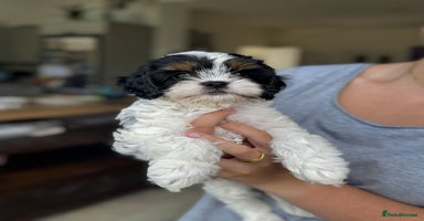 Cavapoo dogs - Advert 1
