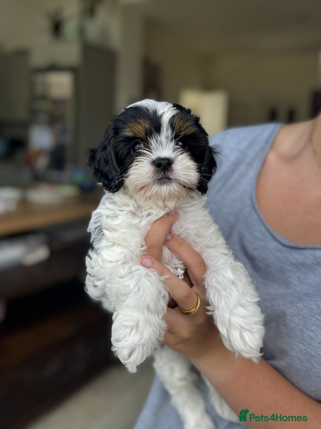 Cavapoo dogs for sale: Adorable girl and boy left - Image 2