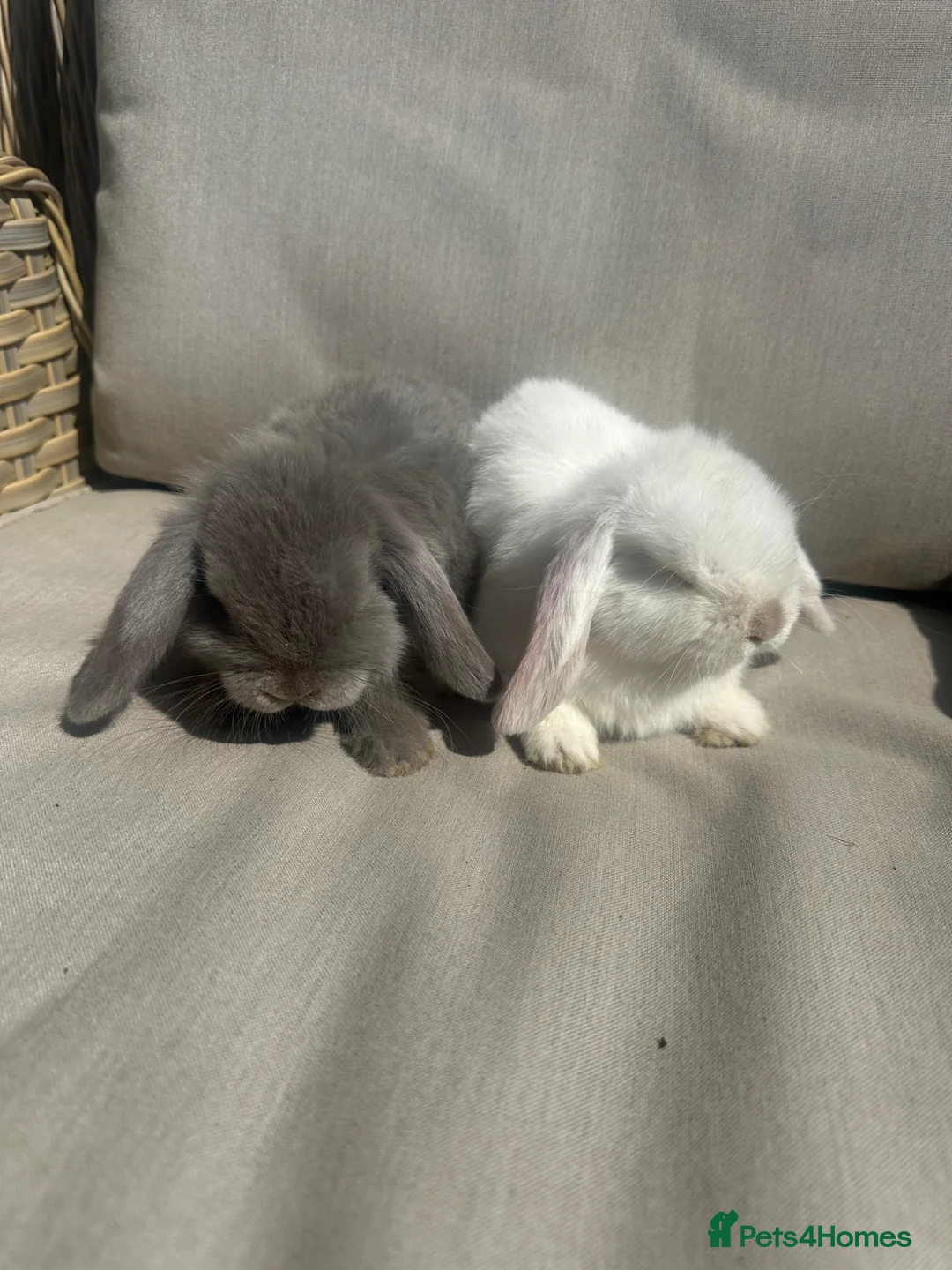 Mini Lop rabbits for sale: 2 mini lop brothers. - Advert 1