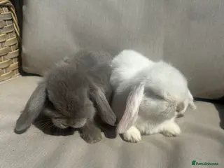 Mini Lop rabbits 2 mini lop brothers. - Advert 1
