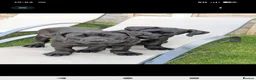 Presa Canario dogs for sale: STUNNING BLACK PRESA CANARIO PUPS  - Advert 9