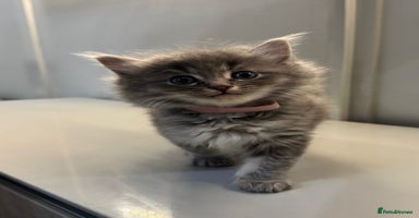 Ragdoll cats - Advert 4