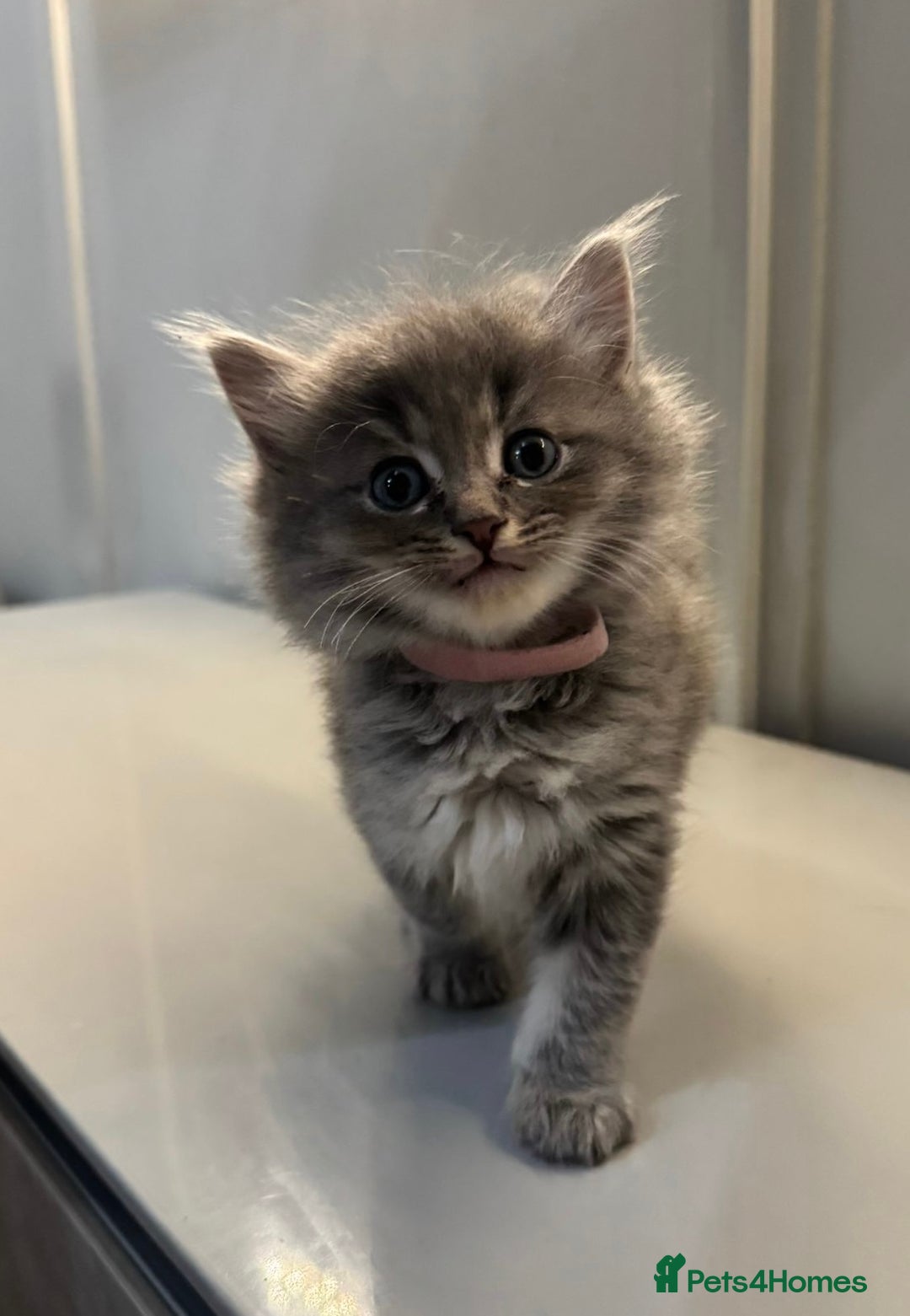 Ragdoll cats for sale: Fluffy Gorgeous Ragdoll Cross Kittens - Image 3