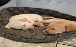 Labrador Retriever dogs for sale: six boys and six girls - Image 8