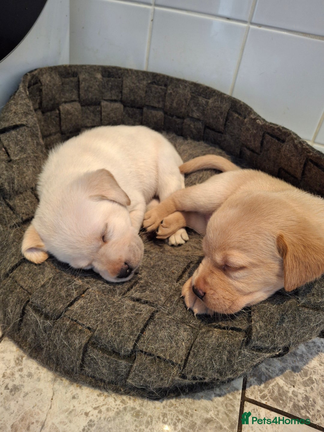 Labrador Retriever dogs for sale: six boys and six girls - Image 8