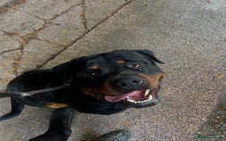 Rottweiler dogs for sale: Male Rottweiler 2 years old  - Image 6