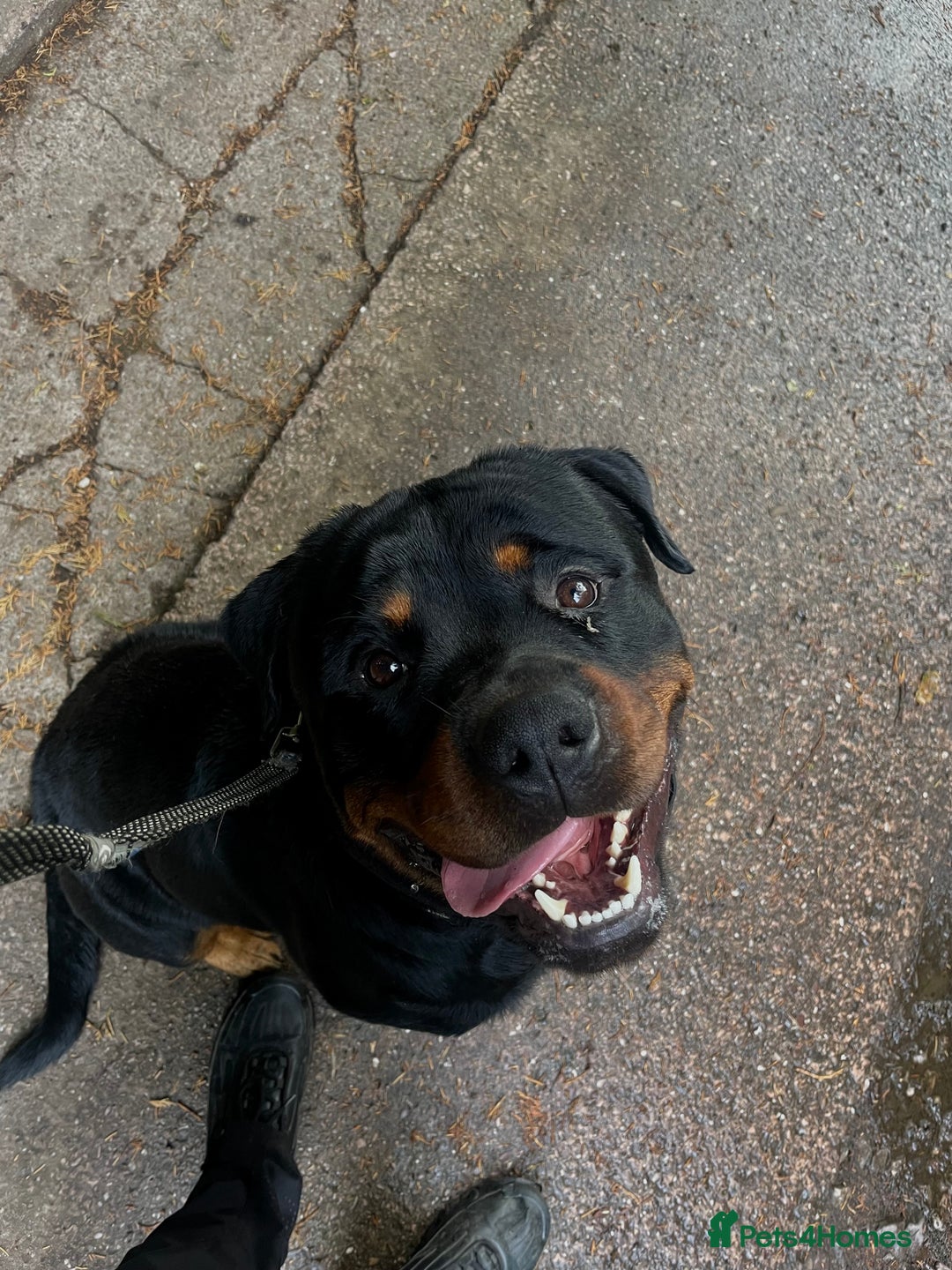 Rottweiler dogs for sale: Male Rottweiler 2 years old  - Image 6