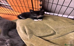 Mixed Breed cats for sale: 4 beautiful kittens ready now - Image 7
