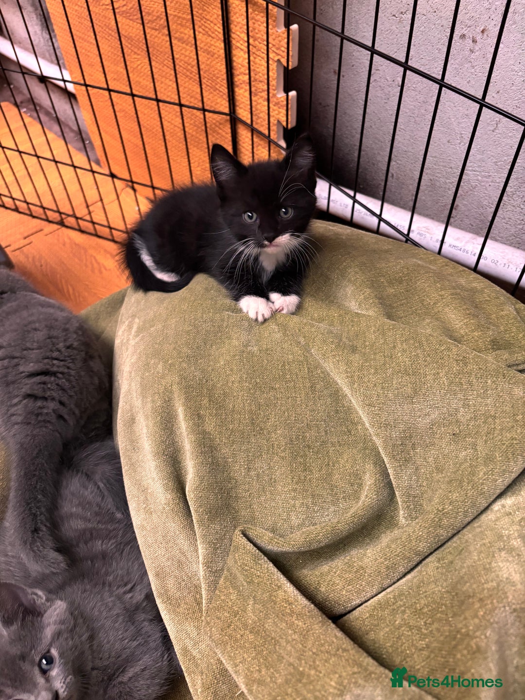 Mixed Breed cats for sale: 4 beautiful kittens ready now - Image 7