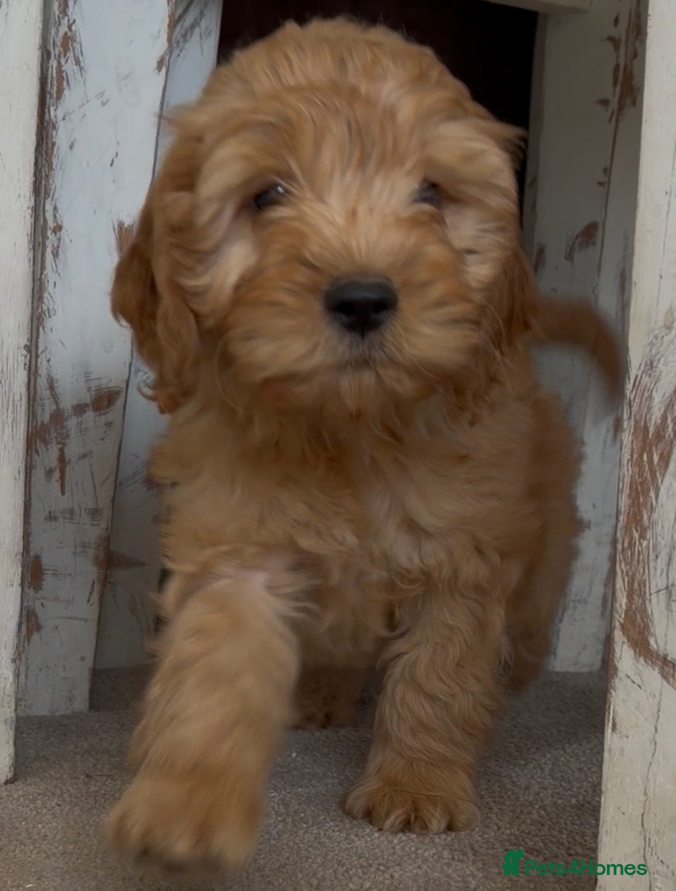 Cockapoo dogs Healthy cockapoo girl - Advert 1