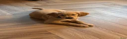 Golden Retriever dogs for sale: Beautiful sweet natured golden retriever boy  in Barry - Advert 5