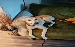 Lurcher dogs for sale: Female lurcher bull - Image 3