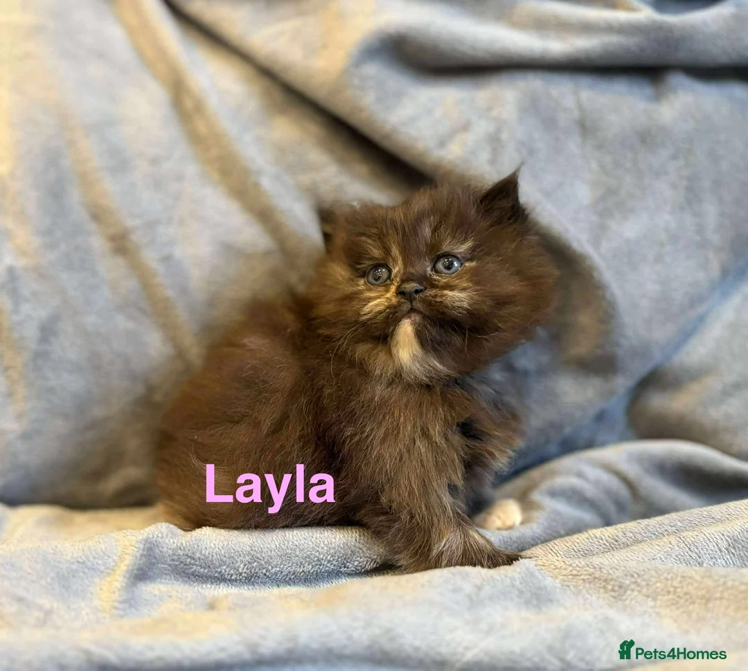 Persian cats for sale: **SOLD** Stunning litter of five female Perdolls - Advert 16