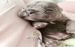French Bulldog dogs for sale: French bulldog puppies  - Image 5