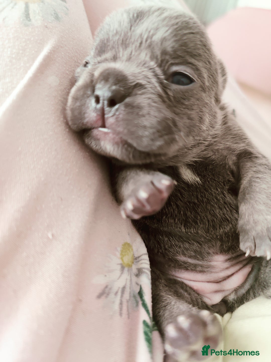 French Bulldog dogs for sale: French bulldog puppies  - Image 5