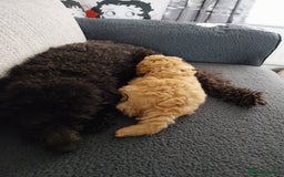 Toy Poodle dogs for sale: Red Toy poodle girl - Image 4