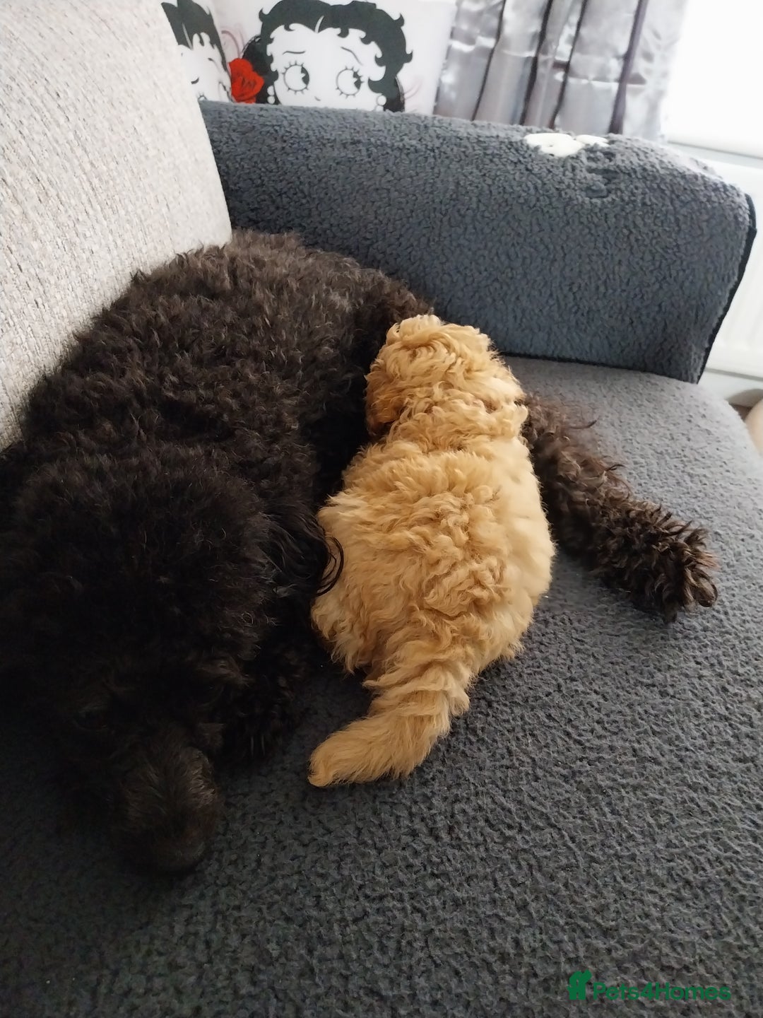 Toy Poodle dogs for sale: Red Toy poodle girl - Image 4