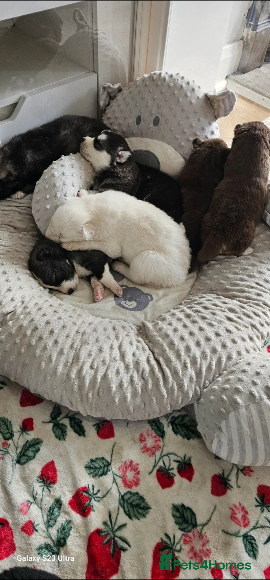 Siberian Husky dogs for sale: Beautiful Siberian Husky - Advert 12