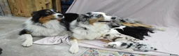Australian Shepherd dogs for sale: Australian Shepherd Puppies - Advert 10
