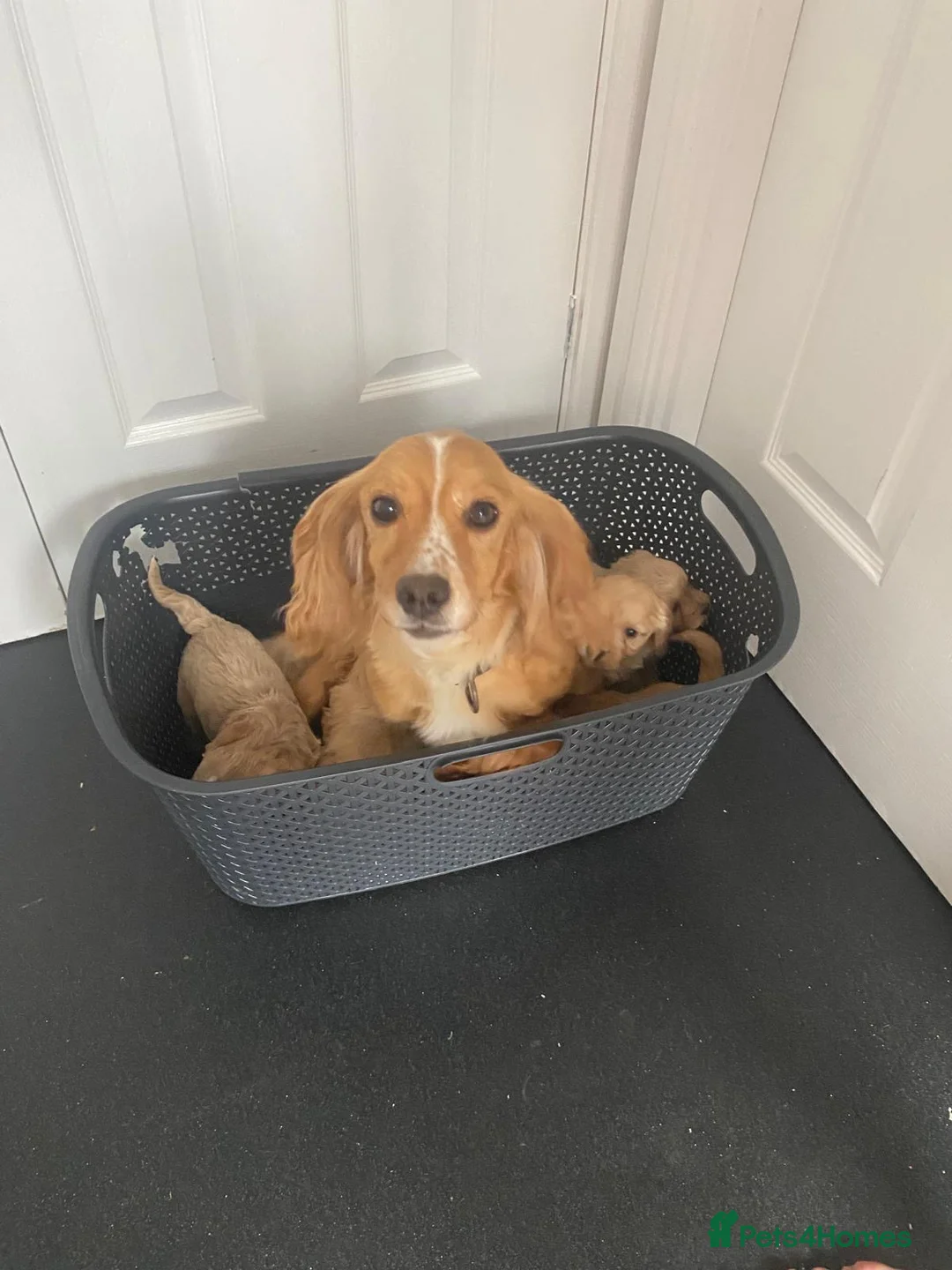 Cockapoo dogs for sale: F1 Cockapoos  - Advert 5