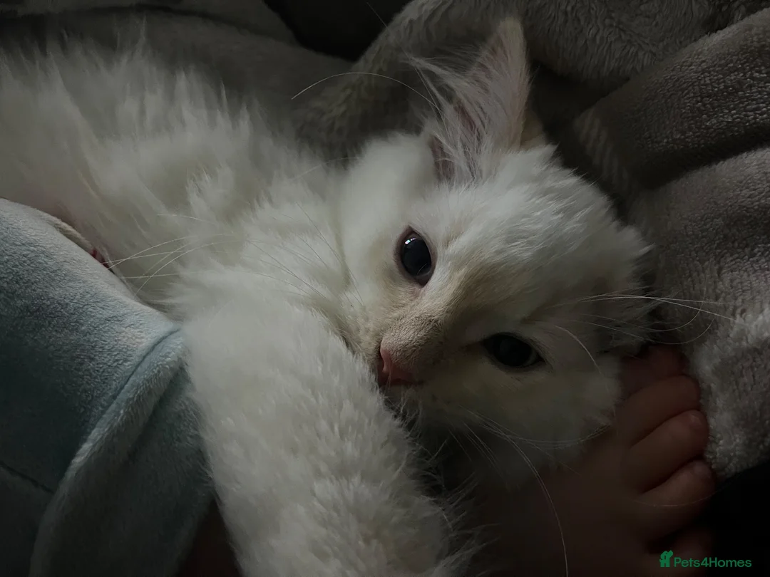Mixed Breed cats for sale: Woody 🤠 7-month-old Male Cat in Fowey - Advert 15