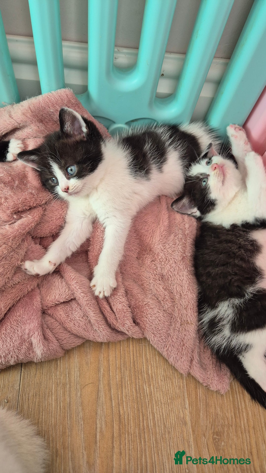 Mixed Breed cats for sale: British short hair cross  - Image 8