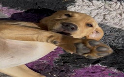 Labrador Retriever dogs for sale: Ready now!! KC Fox Red & Black Labrador Puppies - Image 4