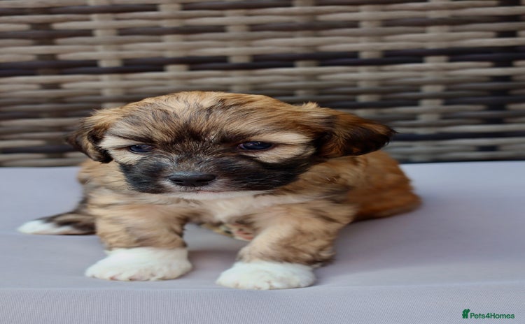 Lhasapoo dogs - Advert 2