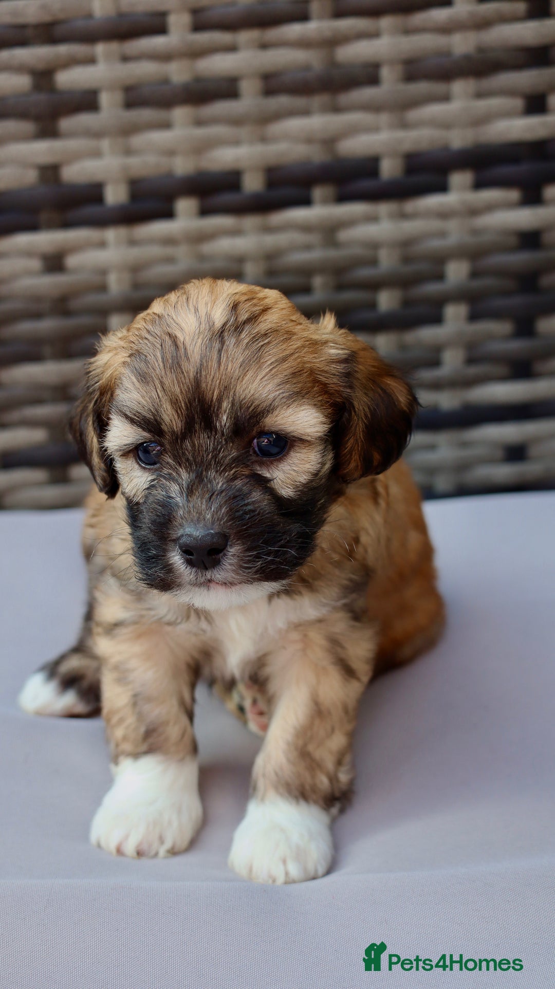 Lhasapoo dogs for sale: Lhasapoo puppies  - Image 1