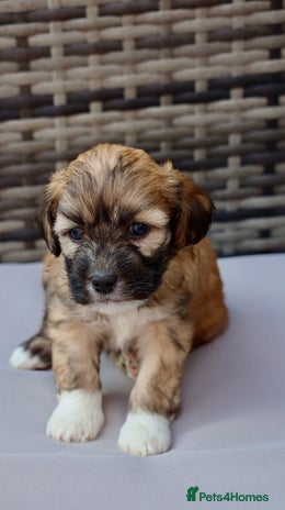 Lhasapoo dogs - Advert 1