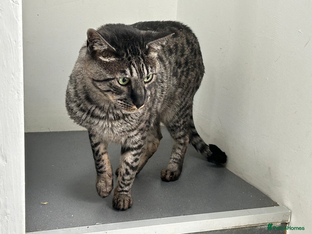 Savannah cats for sale: Retired F5 Silver Savannah boy with black nose - Image 18