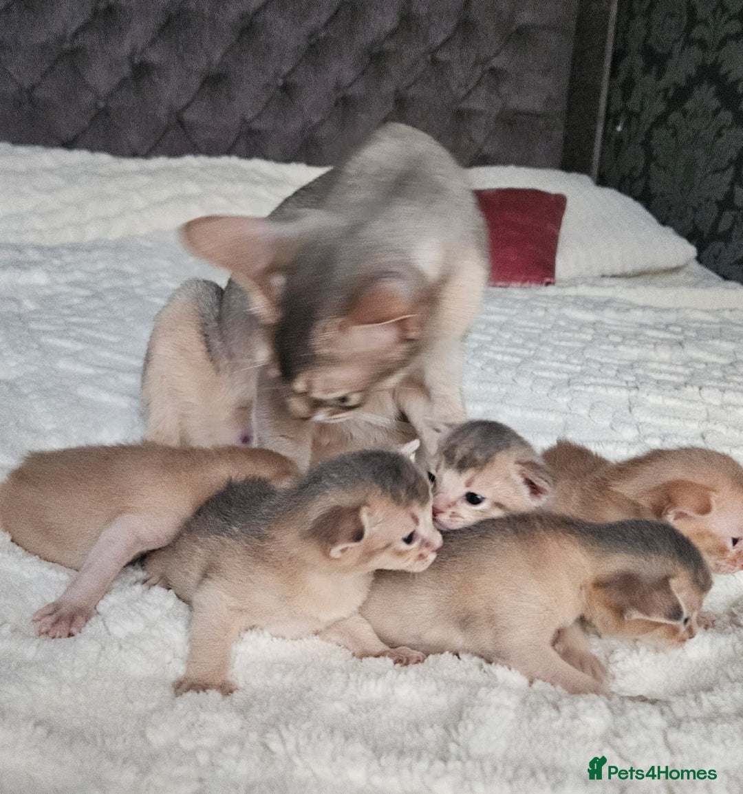 Abyssinian cats for sale: Abyssinian  - Advert 4
