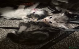 Mixed Breed cats for sale: Adorable kittens looking for loving homes  - Image 5