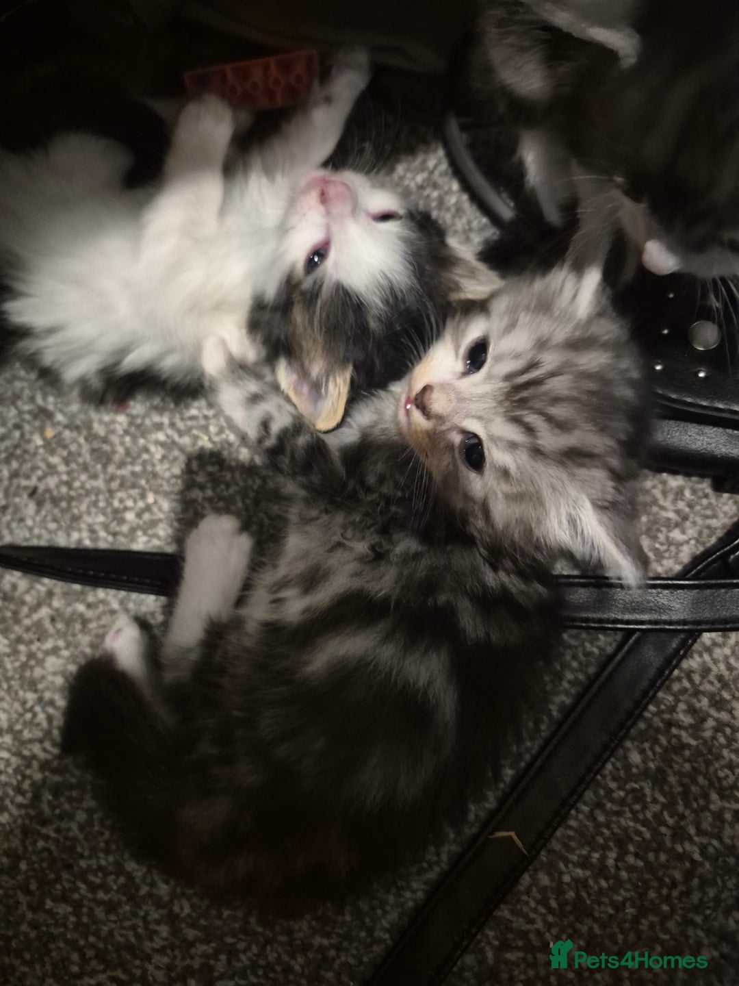 Mixed Breed cats for sale: Adorable kittens looking for loving homes  - Image 5