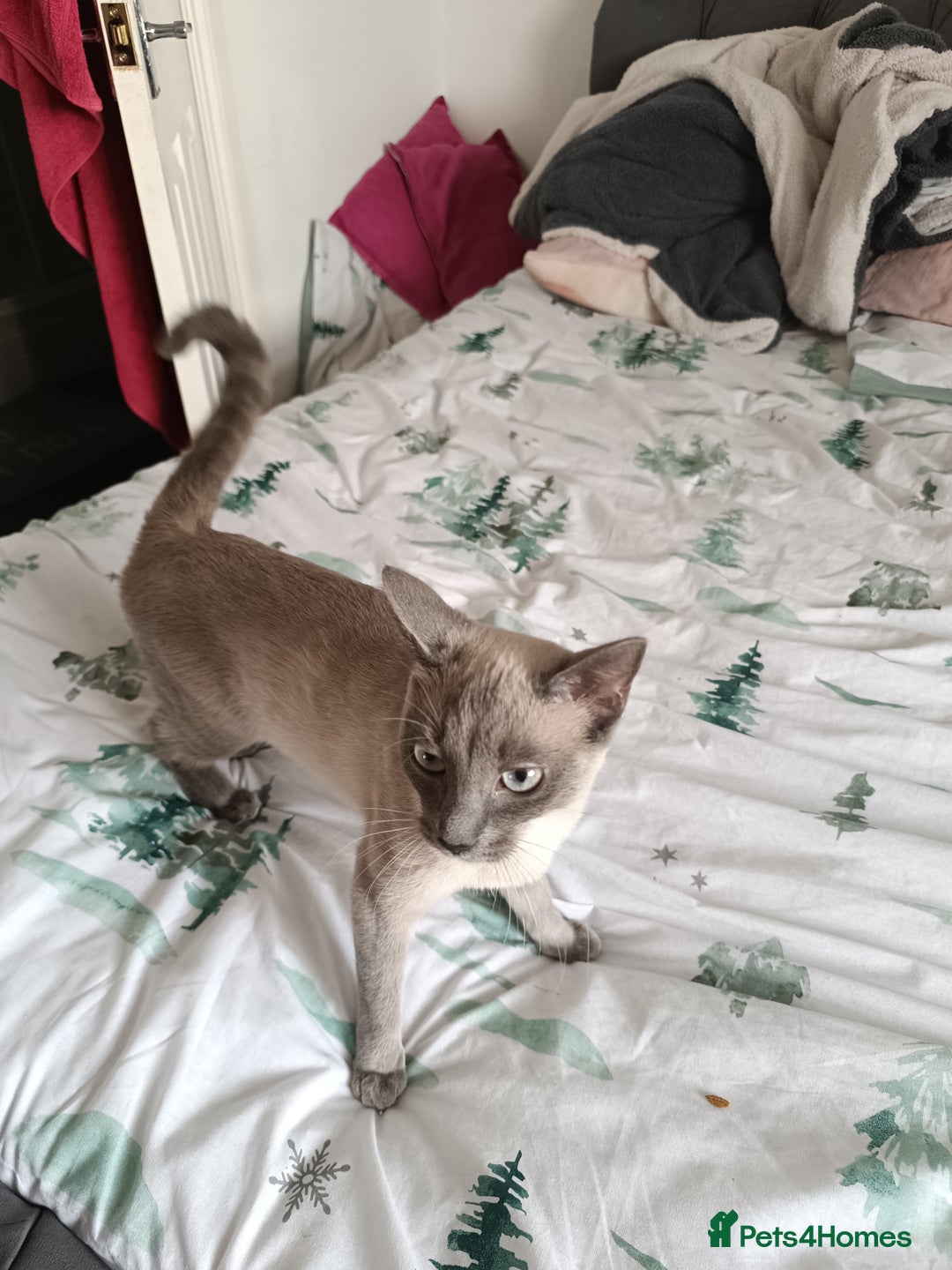 Mixed Breed cats for stud: Hello looking for boyfriend for my cat - Advert 3