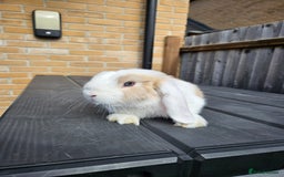 Mini Lop rabbits for sale: Pure mini lop  - Image 2