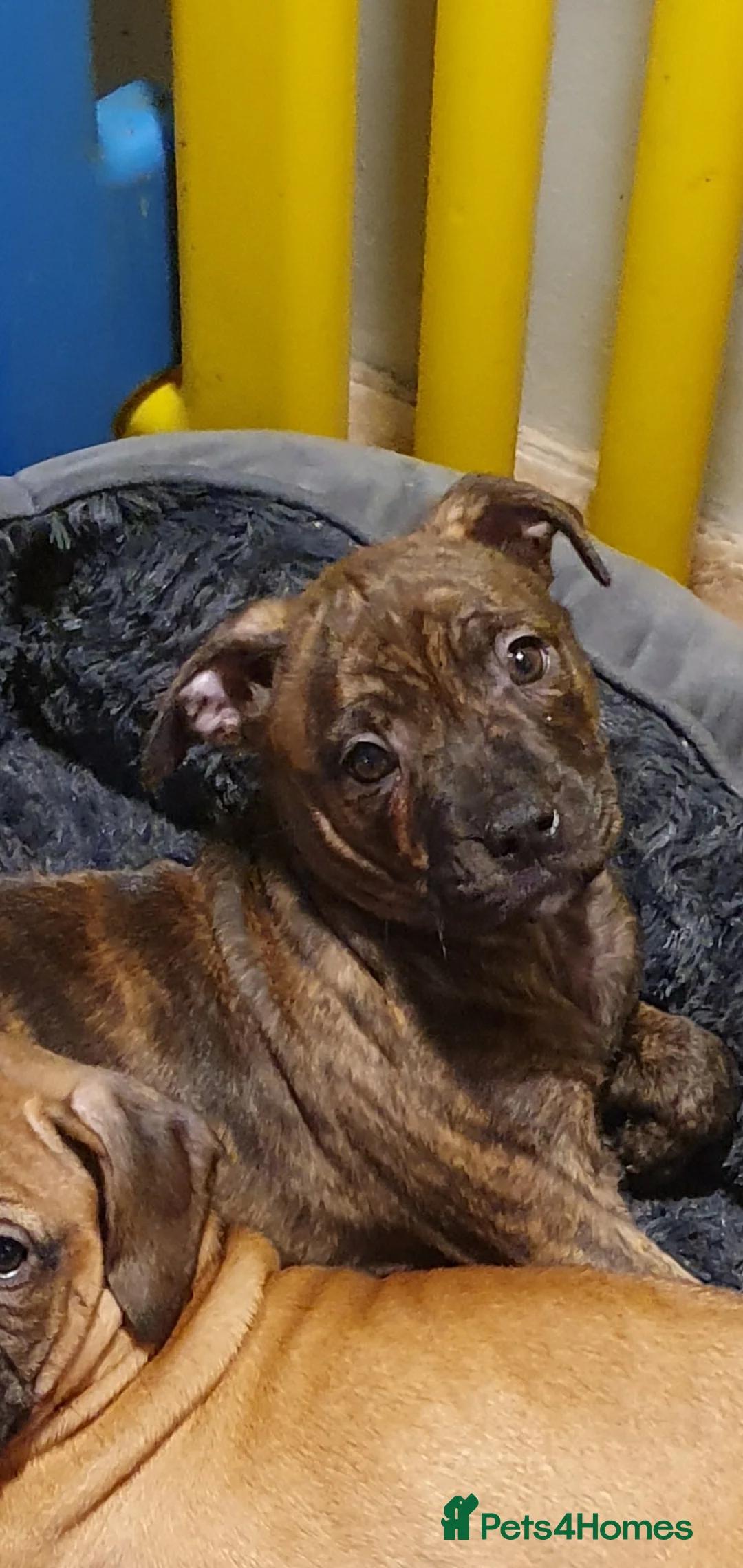 Mixed Breed dogs for sale: 2 adorable puppies - Advert 4