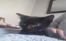 Domestic Shorthair cats for sale: Kittens - Image 10