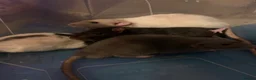 Rat rodents for sale: good home needed - Advert 3