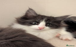 Maine Coon cats for sale: Maine Coon Kittens - Image 26