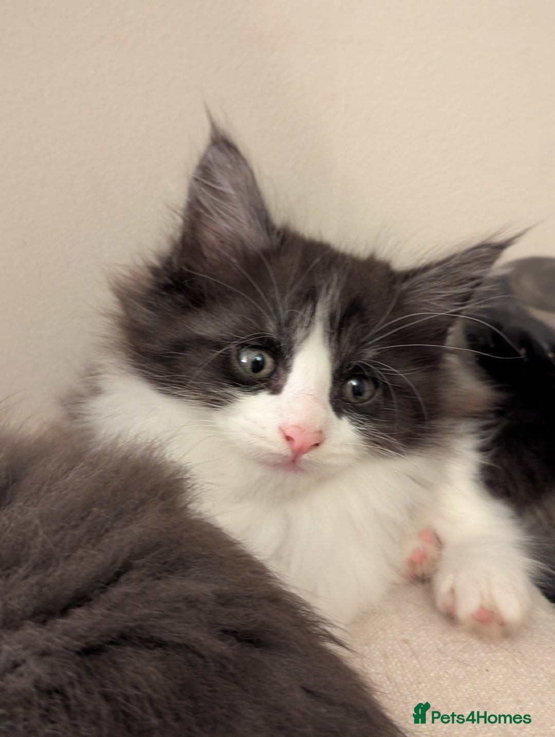Maine Coon cats for sale: Maine Coon Kittens - Image 26