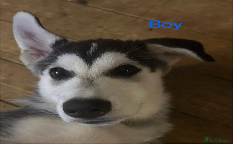 Siberian Husky dogs - Advert 1